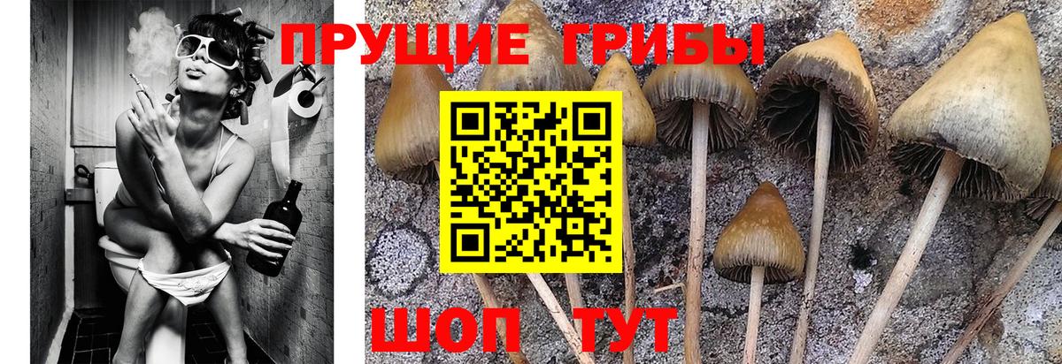Галлюциногенные грибы MAGIC MUSHROOMS Вязники